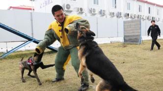 婚礼策划师转职做警犬训导员，是个“狠”角色