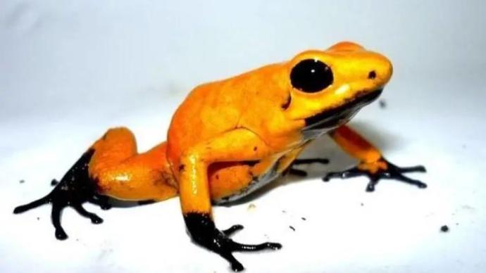 世界上最毒的青蛙正在从哥伦比亚被送往世界各地