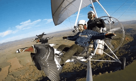 基于这个真实事件改编的电影《伴你高飞》也在不久后成功上映热播.