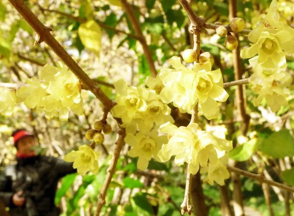 植物園的蠟梅開啦,關於它的兩大謎團看這裡→_澎湃號·政務_澎湃新聞-