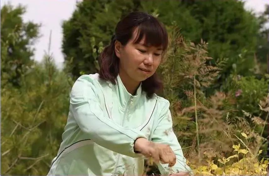 刘军兰上下滑动显示更多图片平凡岗位美丽人生嘉峪关市三八红旗