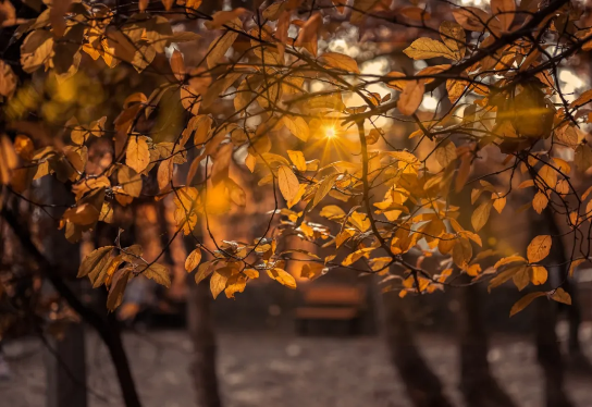 温带落叶阔叶林冬季图片