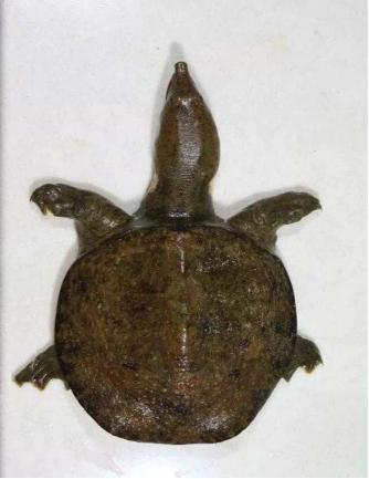 东北鳖(pelodiscus maackii)赵尔宓等 摄(2000)中国分布鳖属(pelo