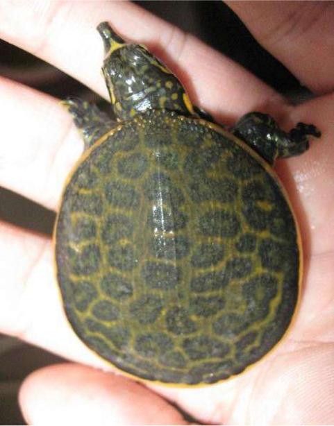 axenaria)东北鳖(pelodiscus maackii)赵尔宓等 摄(2000)中国分布鳖属