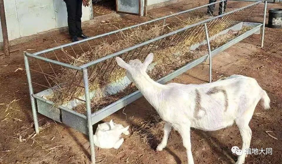 乡村振兴林源镇普养户家奶山羊生下羊宝宝