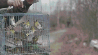 盗猎者抓获大量鸟类，护鸟志愿者6年解救100多万只鸟