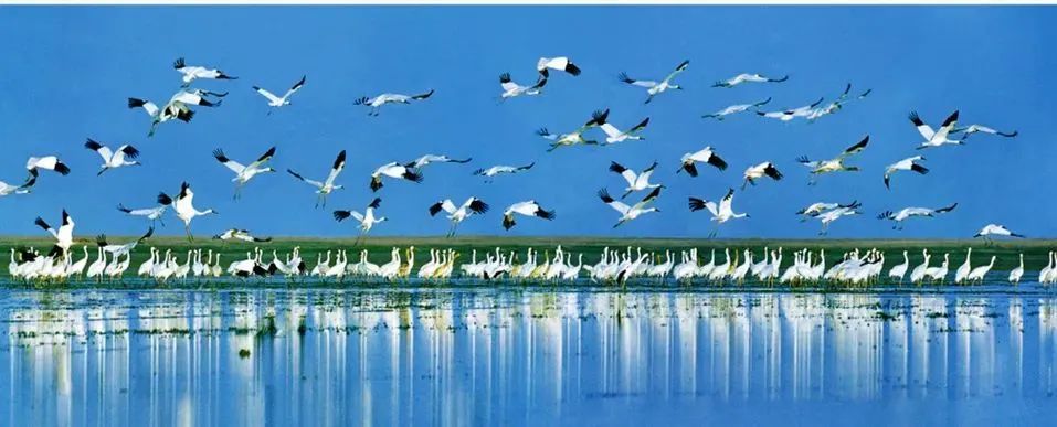 姜萍--《鄱阳湖白鹤》李哲民--《梦幻曲》叶学龄《乐颠颠的冬鸟》