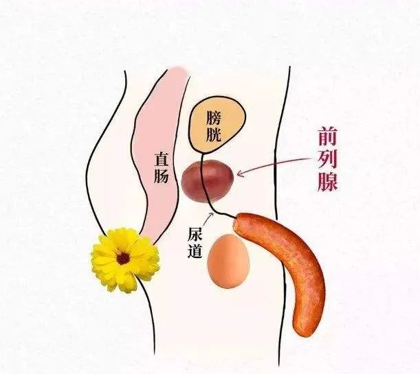前列腺在小腹位置图片图片