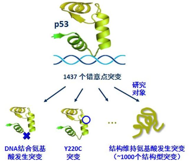 這些突變使p53功能缺失的機制有很多種,包括但不限於:發生於結構維持