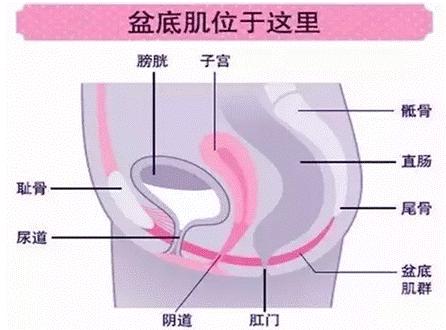 不想子宮下垂抓住產後黃金修復期