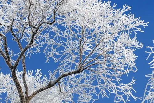 给树林覆盖上一层唯美的白纱覆满在树的枝条上原来是一层细密的冰晶