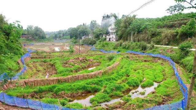 四川桂花苗木批发市场在哪个位置