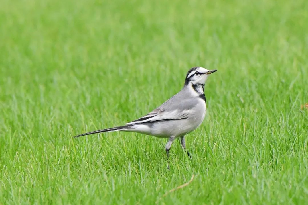 白鹡鸰白腹鸫白腰草鹬黑水鸡&白胸苦恶鸟红胁蓝尾鸲黄雀黄腰柳莺灰头