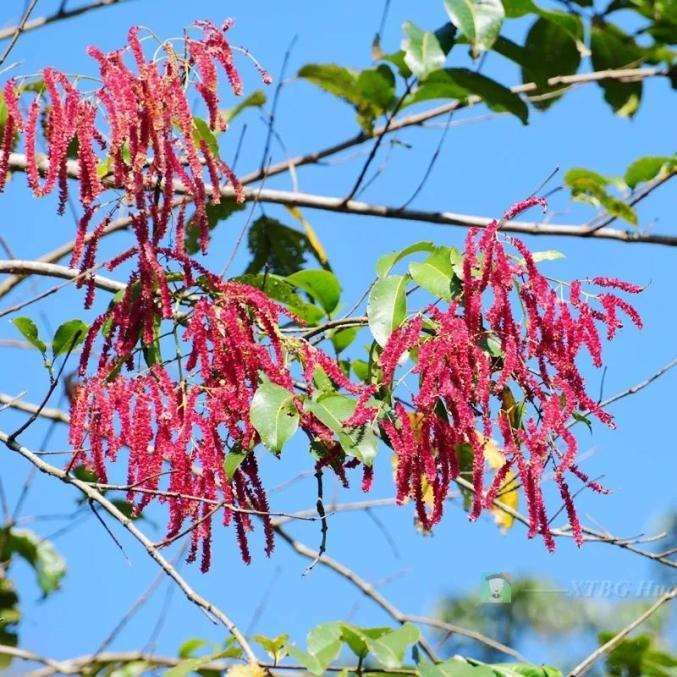 粉葉決明(百花園)滇笐子梢(百花園)元江笐子梢(百花園)侯鉤藤(百香園)