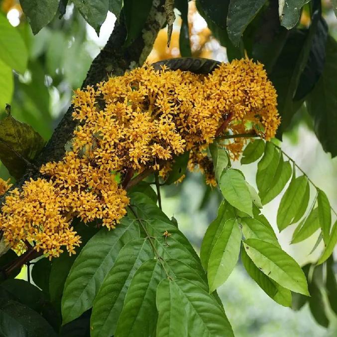 (百花園,南藥園,奇花園,藤本園)千果欖仁(百花園)大花鴛鴦茉莉(百花園