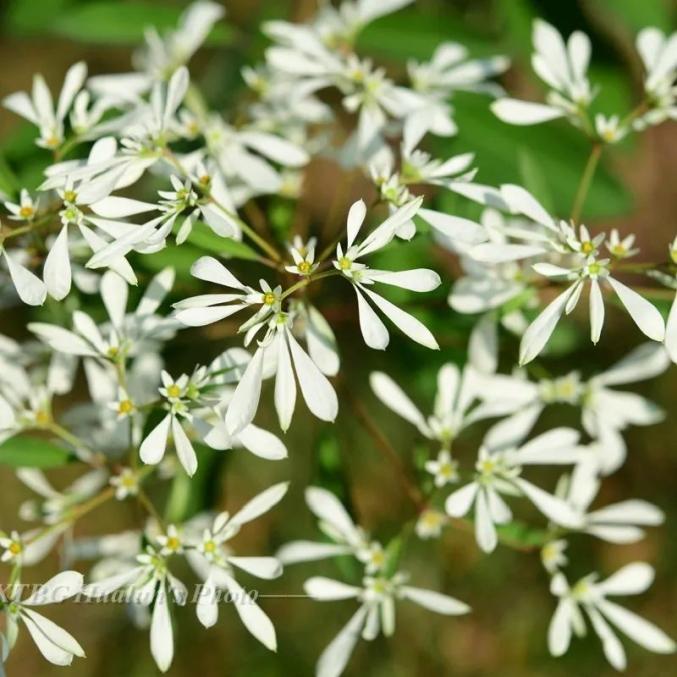 (百果园,藤本园)柳叶斑鸠菊(民族园)垂序丁公藤(综合区)喙果安息香