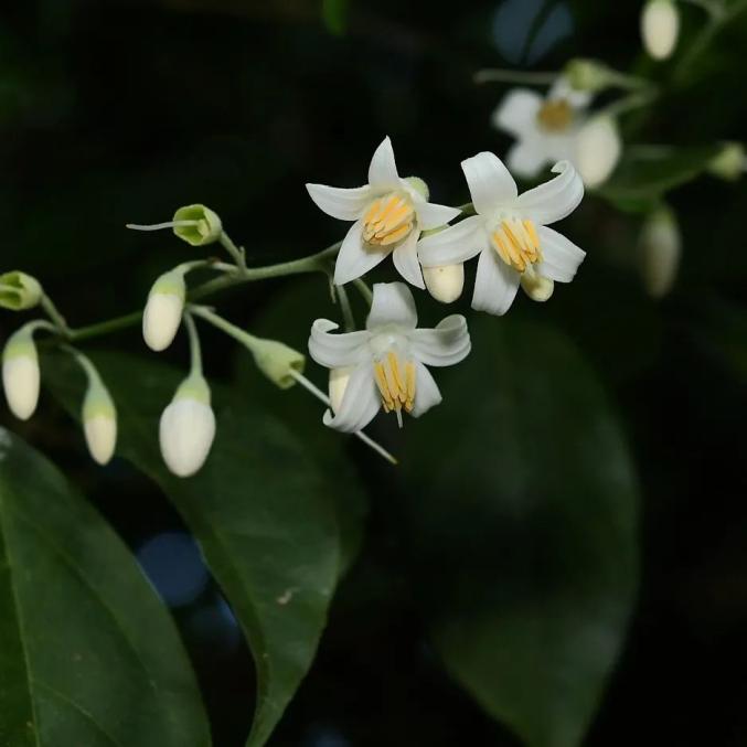 喙果安息香(综合区)广西美登木(综合区)垂枝水锦树(综合区)多变淡黄金