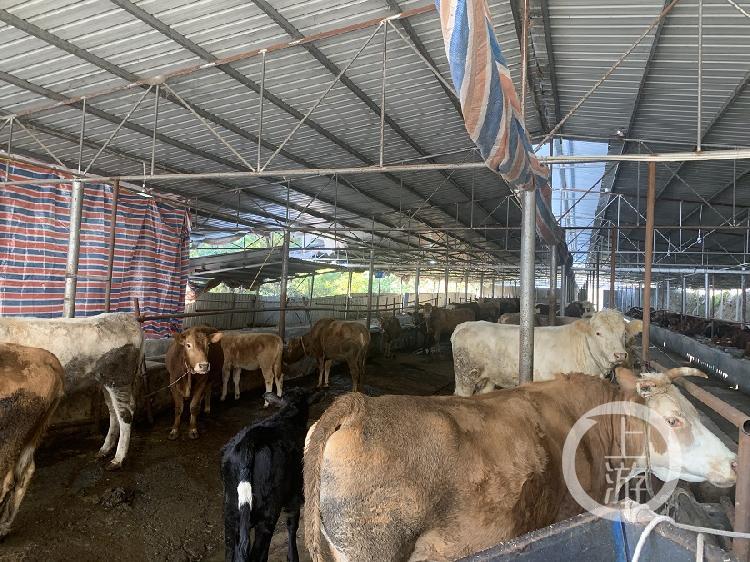 脱贫攻坚重庆篇脱贫摘帽不再等靠要他们带领乡亲搞养殖做木雕创出幸福