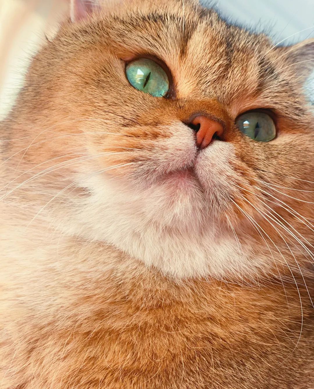 唐氏综合征猫猫孩子你不用急着长大