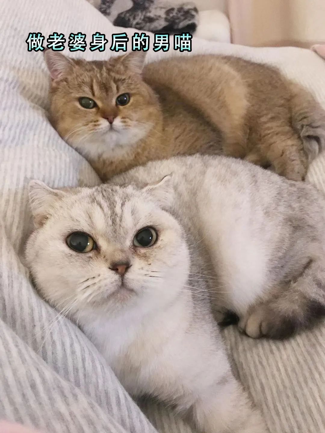 唐氏综合征猫猫孩子你不用急着长大