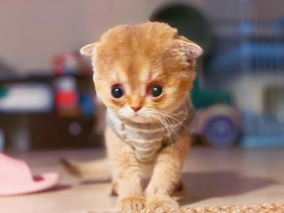 唐氏综合征猫猫孩子你不用急着长大