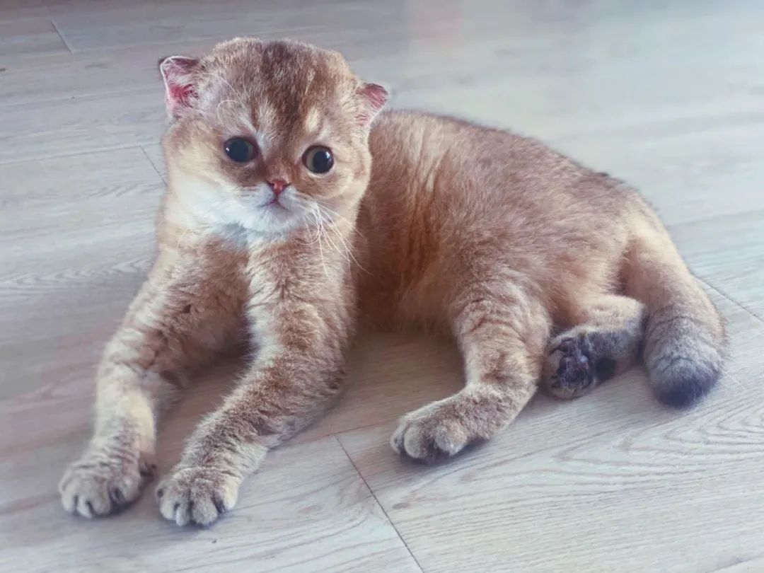 唐氏综合征猫猫孩子你不用急着长大