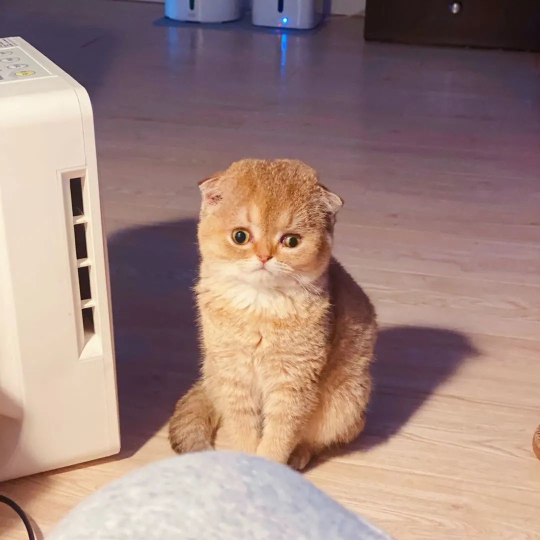 唐氏综合征猫猫孩子你不用急着长大