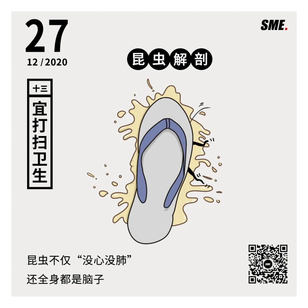 当你踩爆蟑螂时爆出来的白色物质是什么