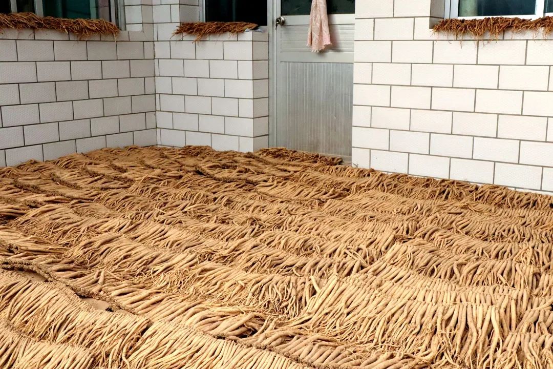 浓浓药材香八里铺镇宿郑家坪村儿里晒药忙