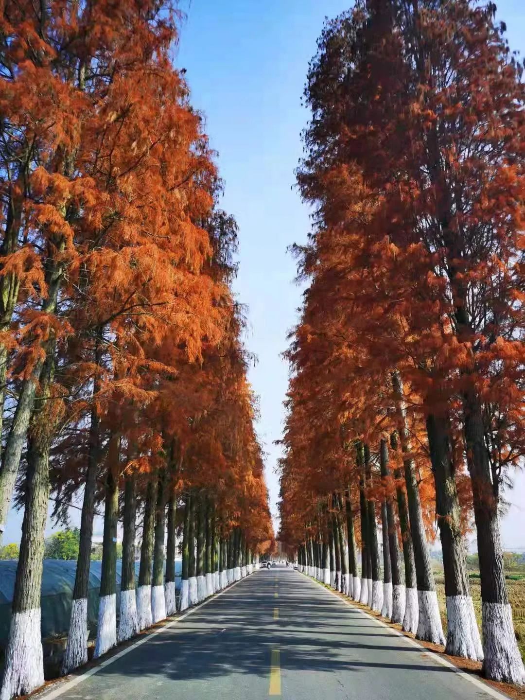 始兴火红落羽杉醉美网红路