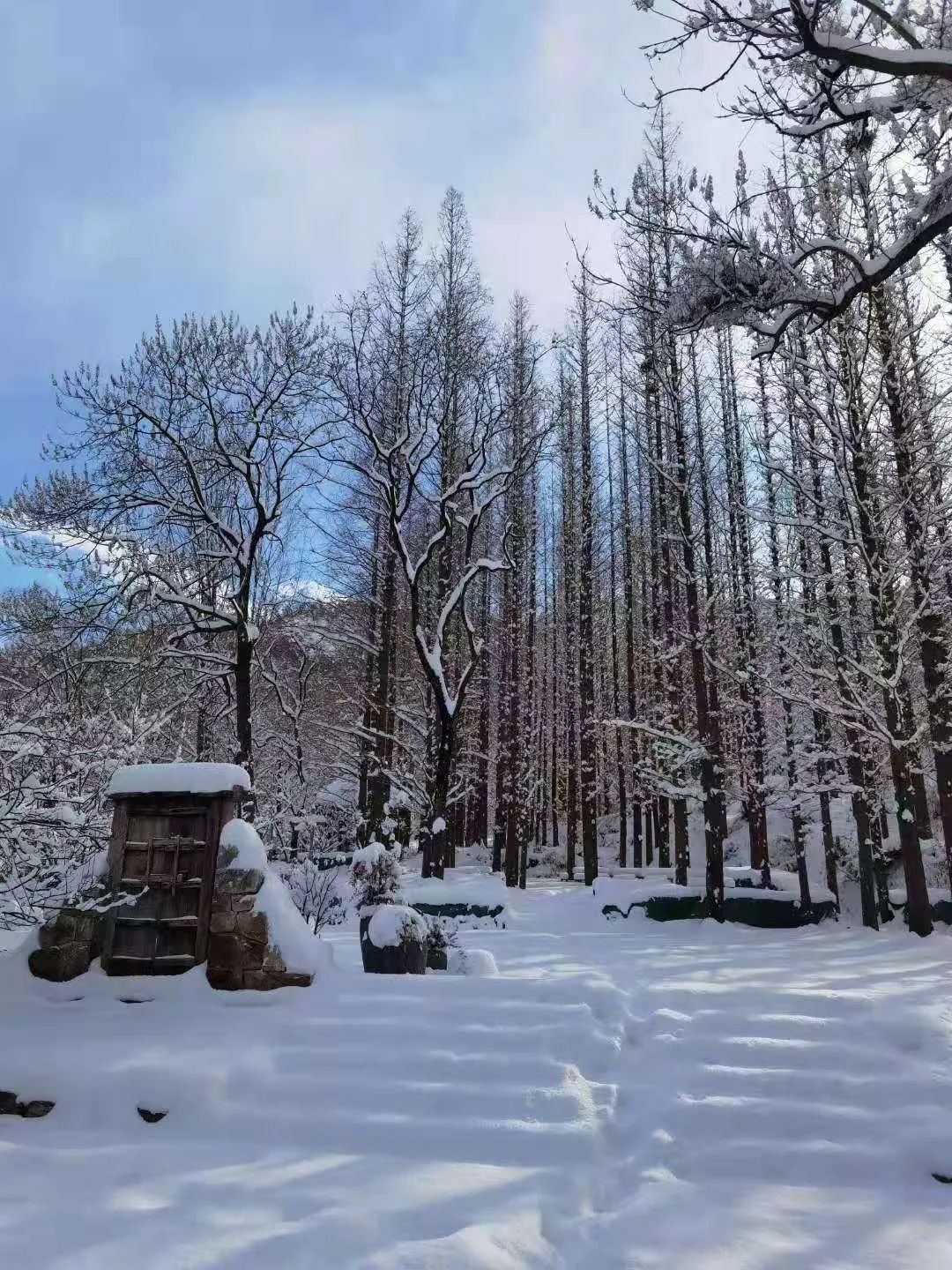 最美雪景來啦昨夜起,山東多地下起大雪一場雪飄飄灑灑,酣暢淋漓2020年