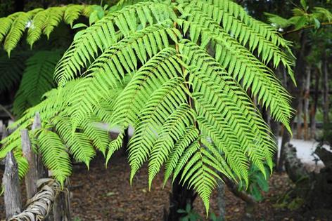 新西兰的珍稀植物图片