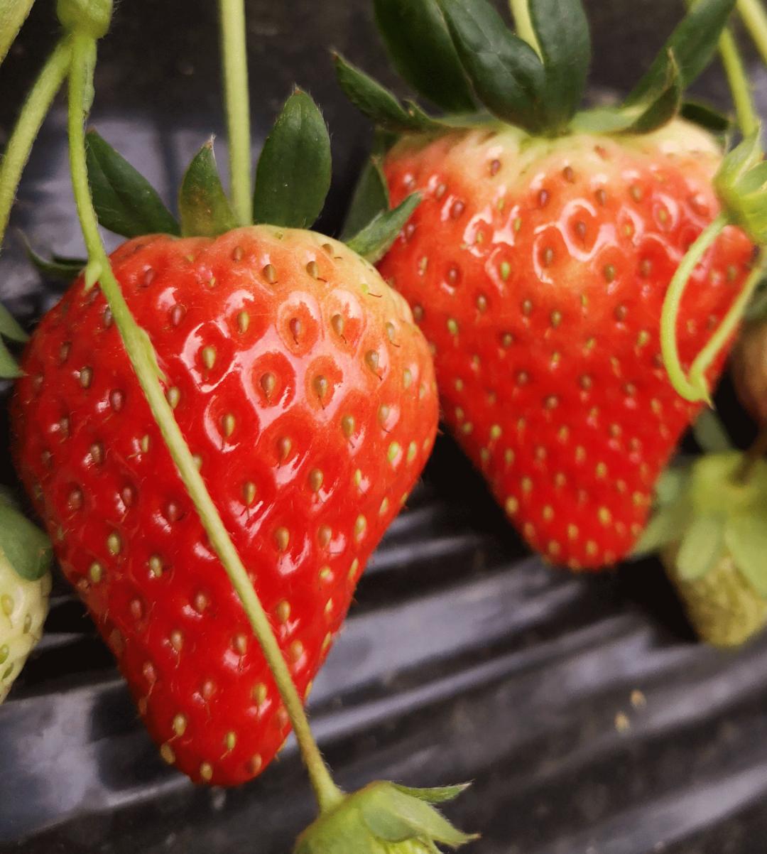 岳冬藏冬天的第一颗草莓甜过初恋在岳麓这些地方能摘到