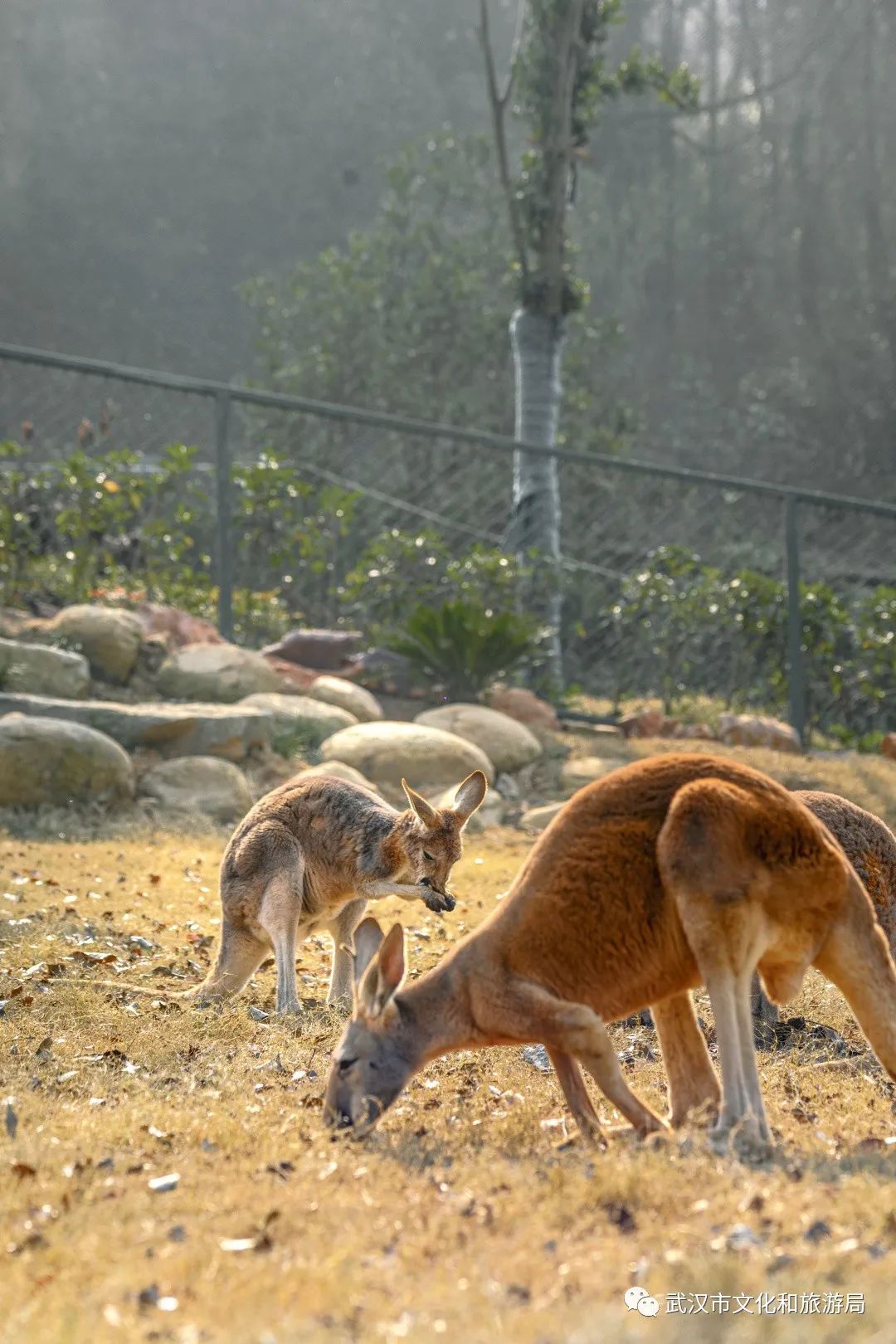 送票终于等到你武汉野生动物王国12月31日开放