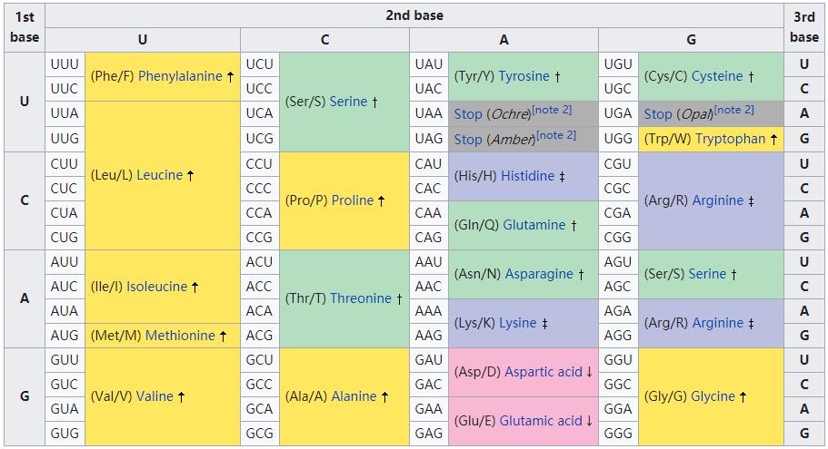 rna 密碼子.圖源:wikipedia