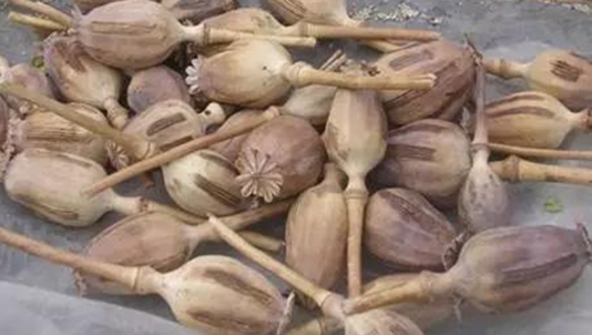 7144株罂粟种在自家梨园内云南一男子被公诉