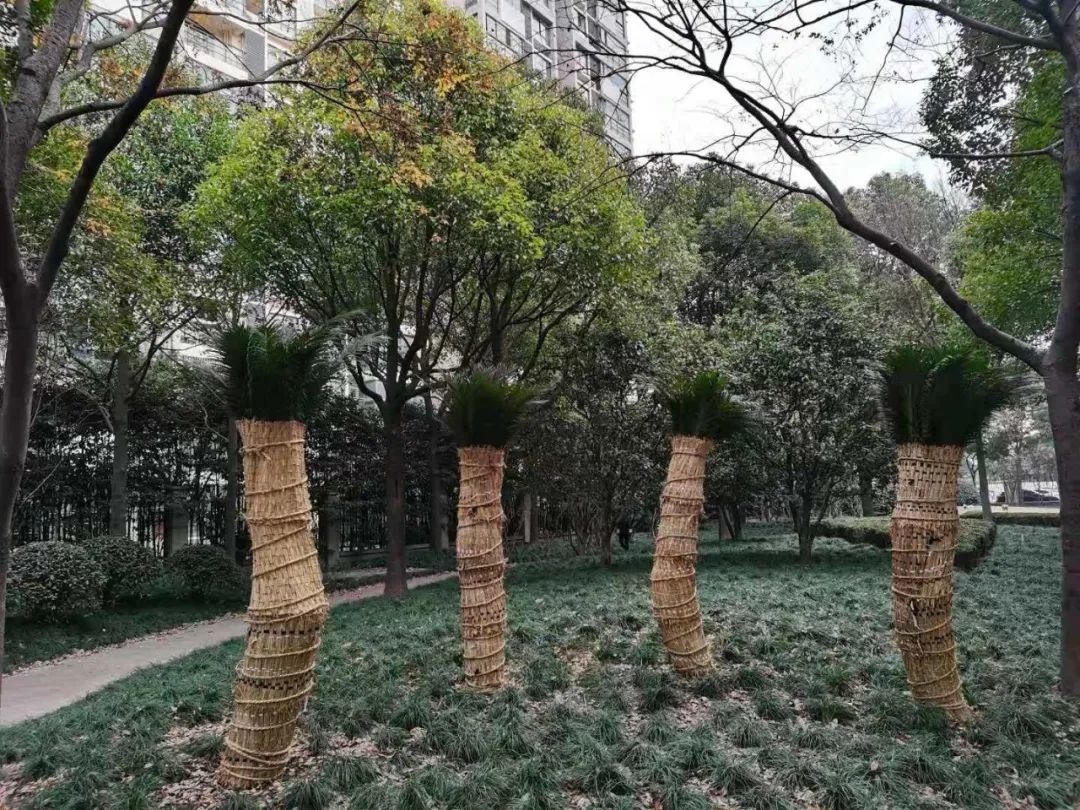 完成对铁树,华盛顿棕榈,加拿利海枣等不耐寒植物的防寒包扎工作