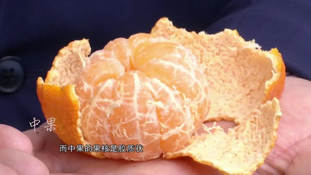 冬季清润好果正宗从化无籽沙糖桔爽脆多汁超低价