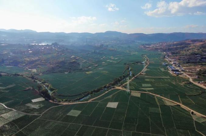 建水面甸镇这块绿地毯预计年产值约2亿元