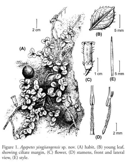 盈江暗罗陀螺果刺篱木盈江管金牛长柱管金牛德宏葡萄瓮铜壁关马兜铃钟