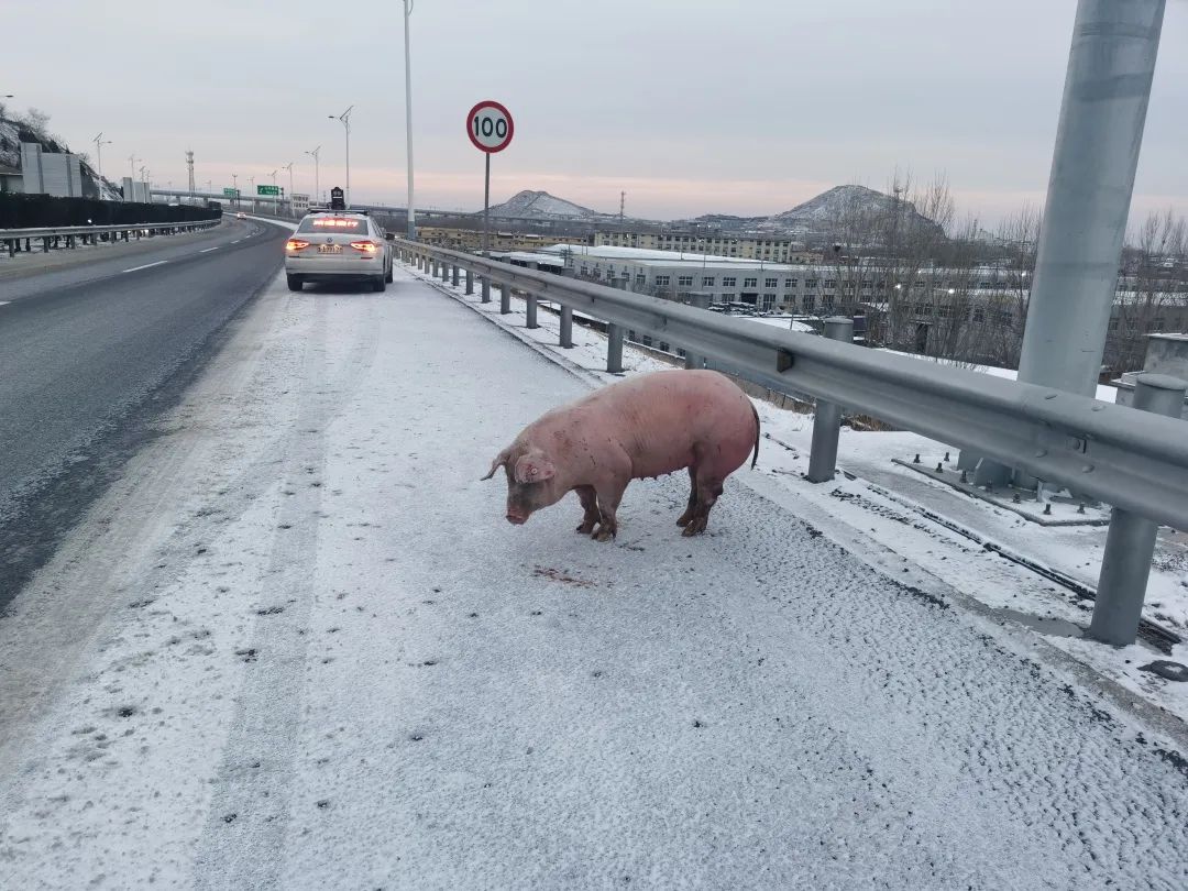高速公路惊现一头猪交警已抓