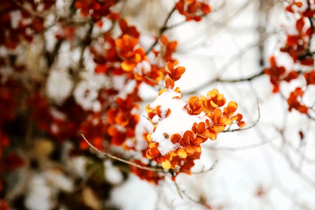 大雪如約而至祝2021萬事勝意