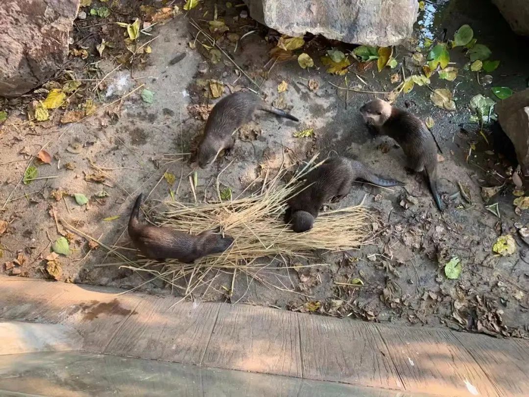 水獭在野外生活时就有群体收集材料搭窝的习性,饲养员也给水獭"大头"