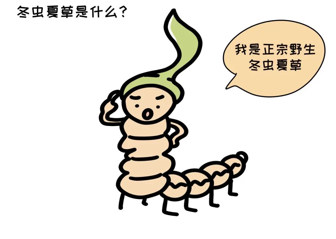 医学常识知多少浅谈冬虫夏草