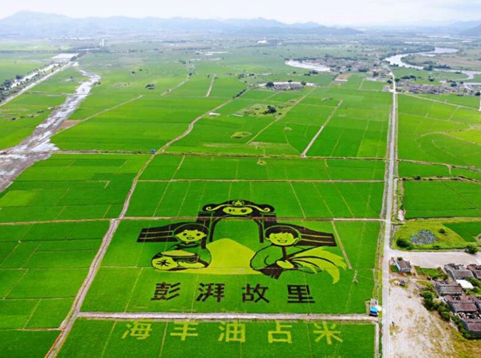 汕尾市海丰县可塘镇万亩油占米生产基地