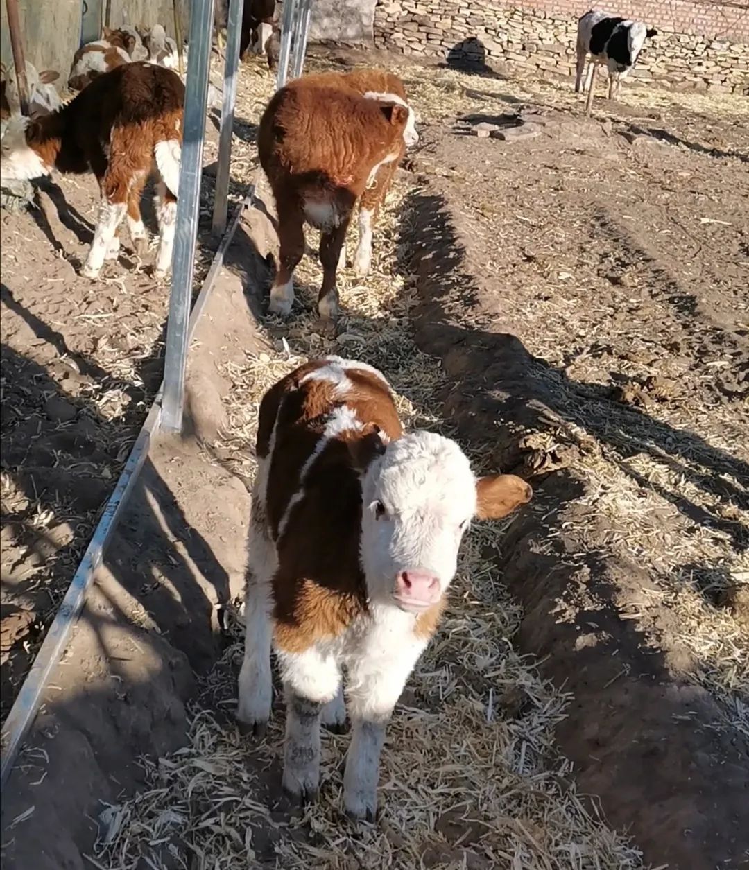 突泉新年牛事多今天共有600余头小牛犊降生
