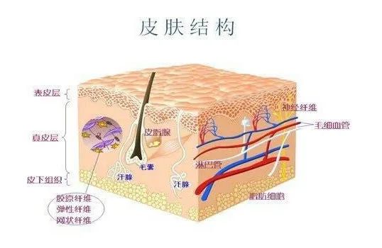 我们先来认识一下皮肤的基本结构.