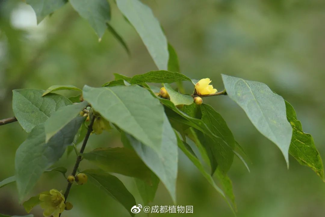 成都第一波腊梅