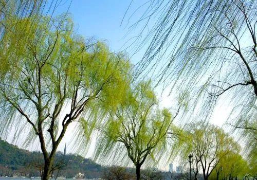 每日一诗 | 《新添声杨柳枝词》( 唐·温庭筠)_澎湃号·媒体_澎湃新闻-The Paper