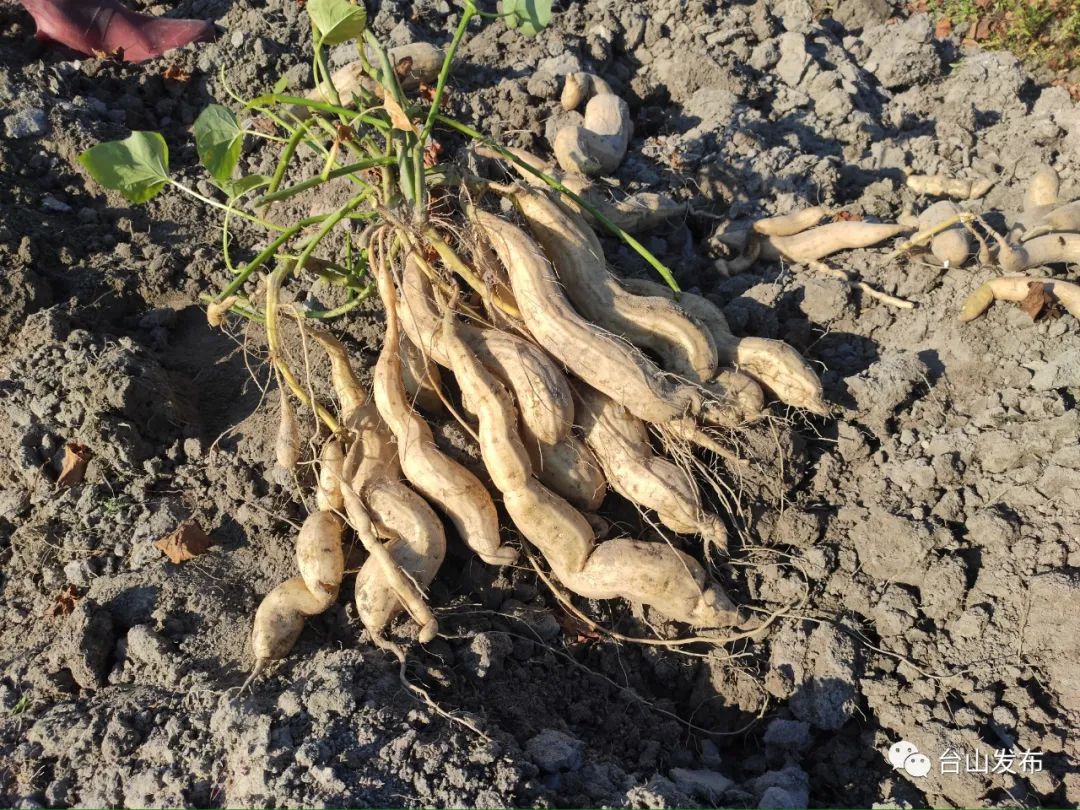 台山白龙薯上市啦你吃过没